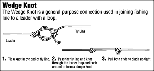 Type Line